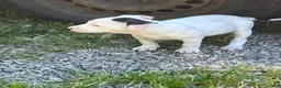 American Pit Bull Terrier dogs for sale: American Pit Bull Terrier 6 - Ad 1