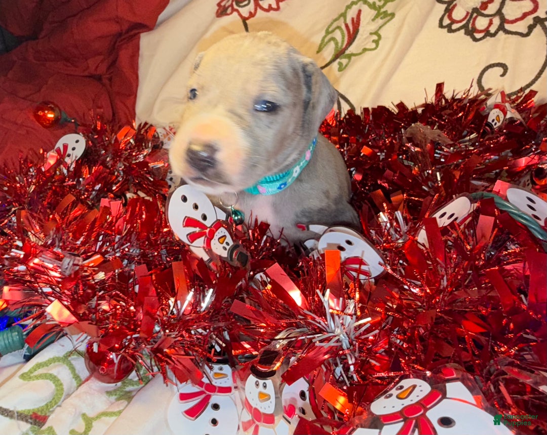 Great Dane dogs for sale: Sky - Ad 12