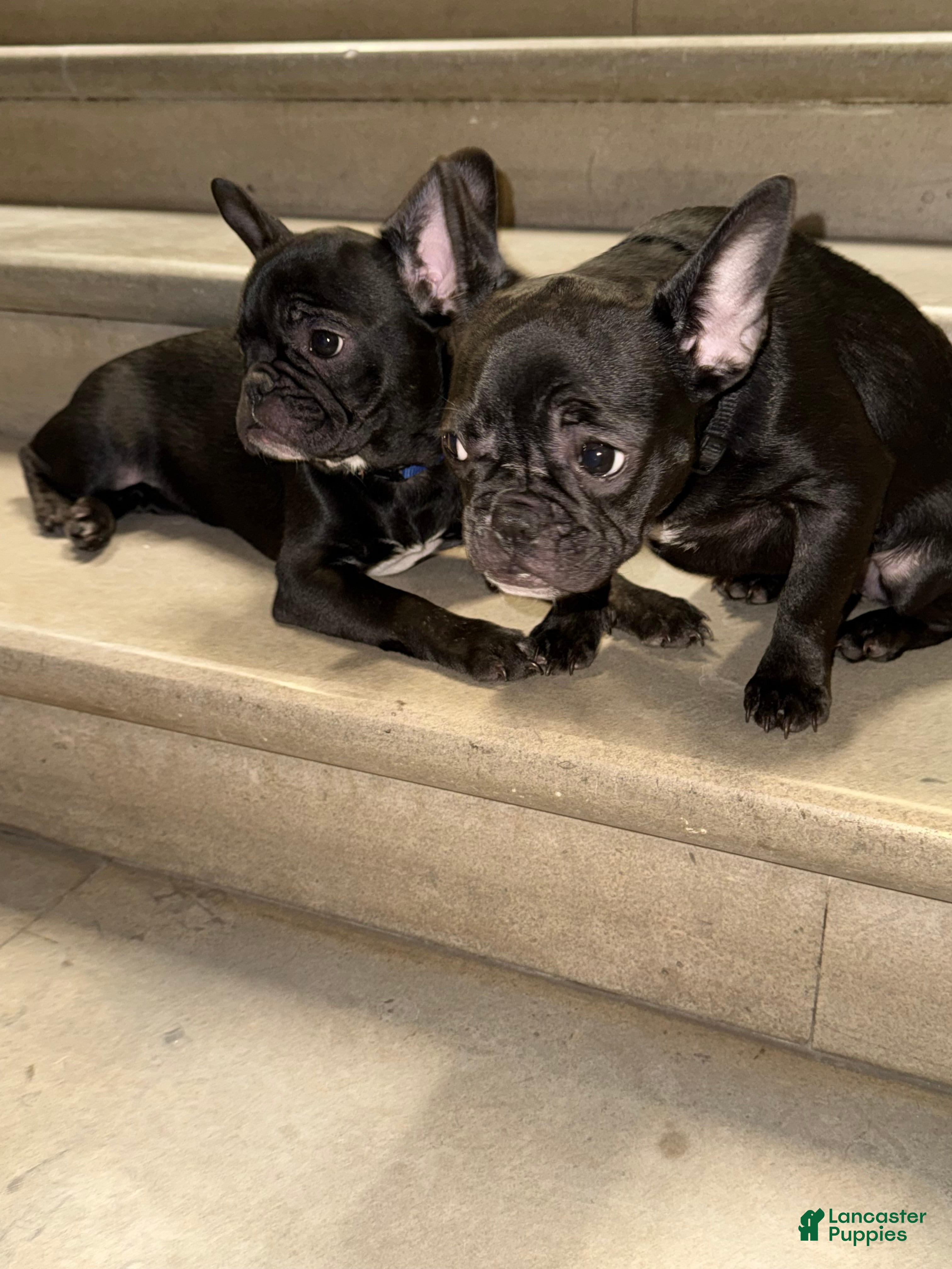 French Bulldog dogs Tootsie  - Ad 2