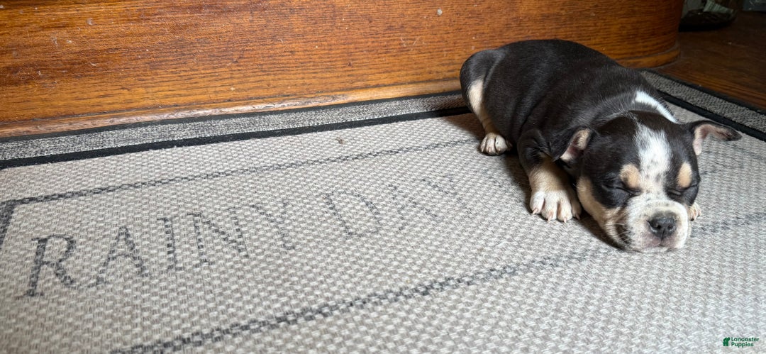 American Bully dogs for sale: American Bully Puppy 1 - Ad 6