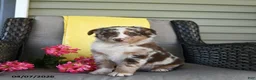 Australian Shepherd dogs for sale: River - Ad 2