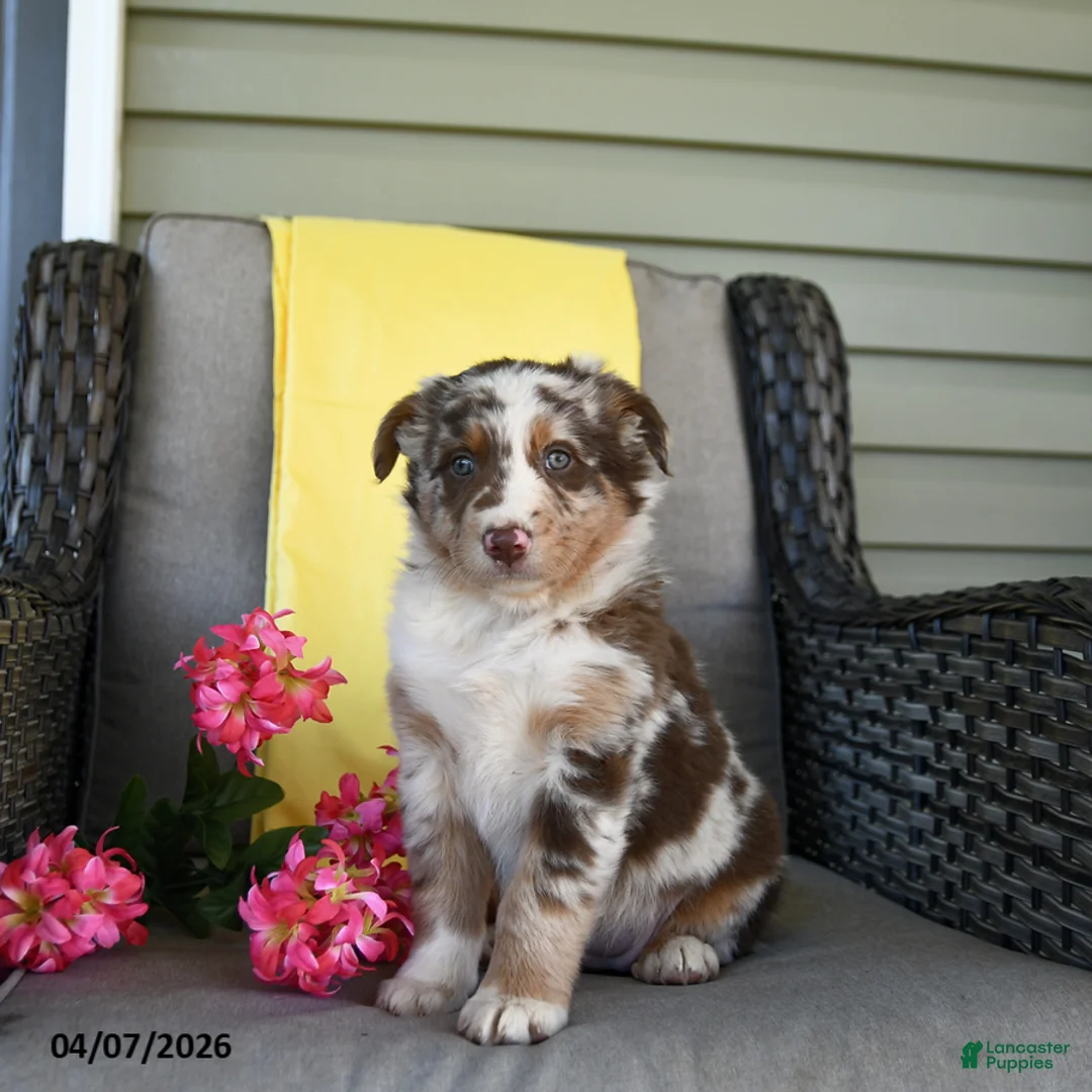 Australian Shepherd dogs for sale: River - Ad 2
