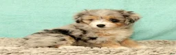 Mini Aussiedoodle dogs for sale: Megan - Ad 9