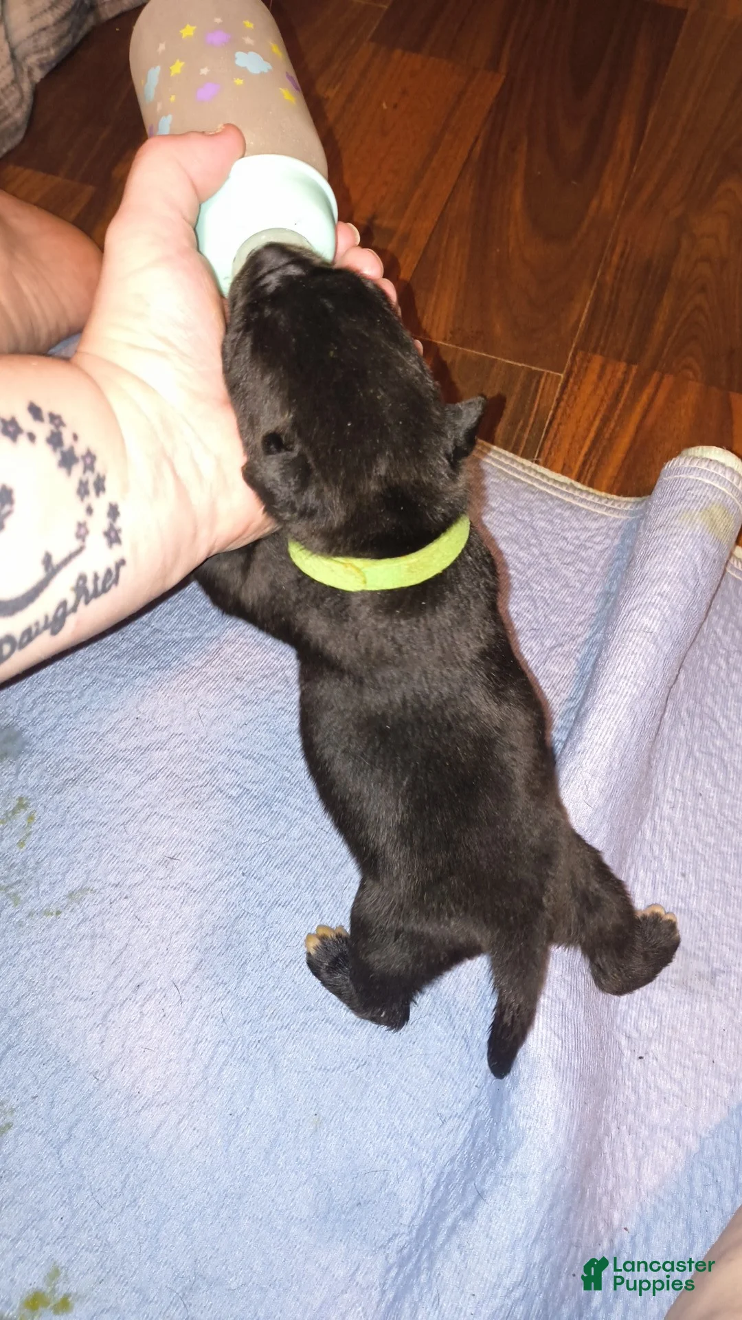 Mixed Breed dogs for sale: Green boy  - Ad 1