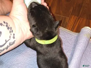 Mixed Breed dogs Green boy - Ad 34