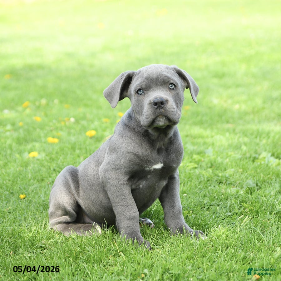 Cane Corso dogs for sale: Spike - Ad 2