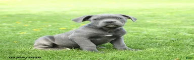 Spike