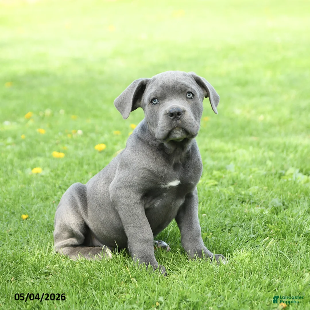 Cane Corso dogs for sale: Spike - Ad 1