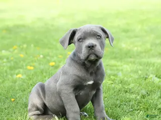 Cane Corso dogs for sale: Spike - Ad 2