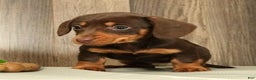 Miniature Dachshund dogs for sale: Molly - Ad 8
