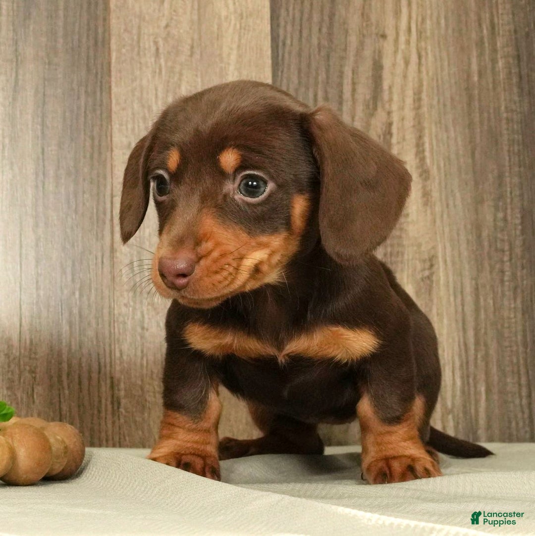 Miniature Dachshund dogs for sale: Molly - Ad 8