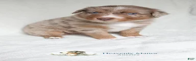 Maverick - Male
