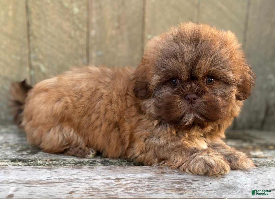 Shih Tzu dogs for sale: 💙 IN BOSTON MASSACHUSETTS AREA 💙 PUREBRED CHOCOLATE SHIH TZU 💙 ESTIMATED ADULT SIZE 10-12 LBS 💙 - Ad 10