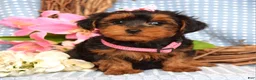 Yorkiepoo dogs for sale: Lola - Ad 5