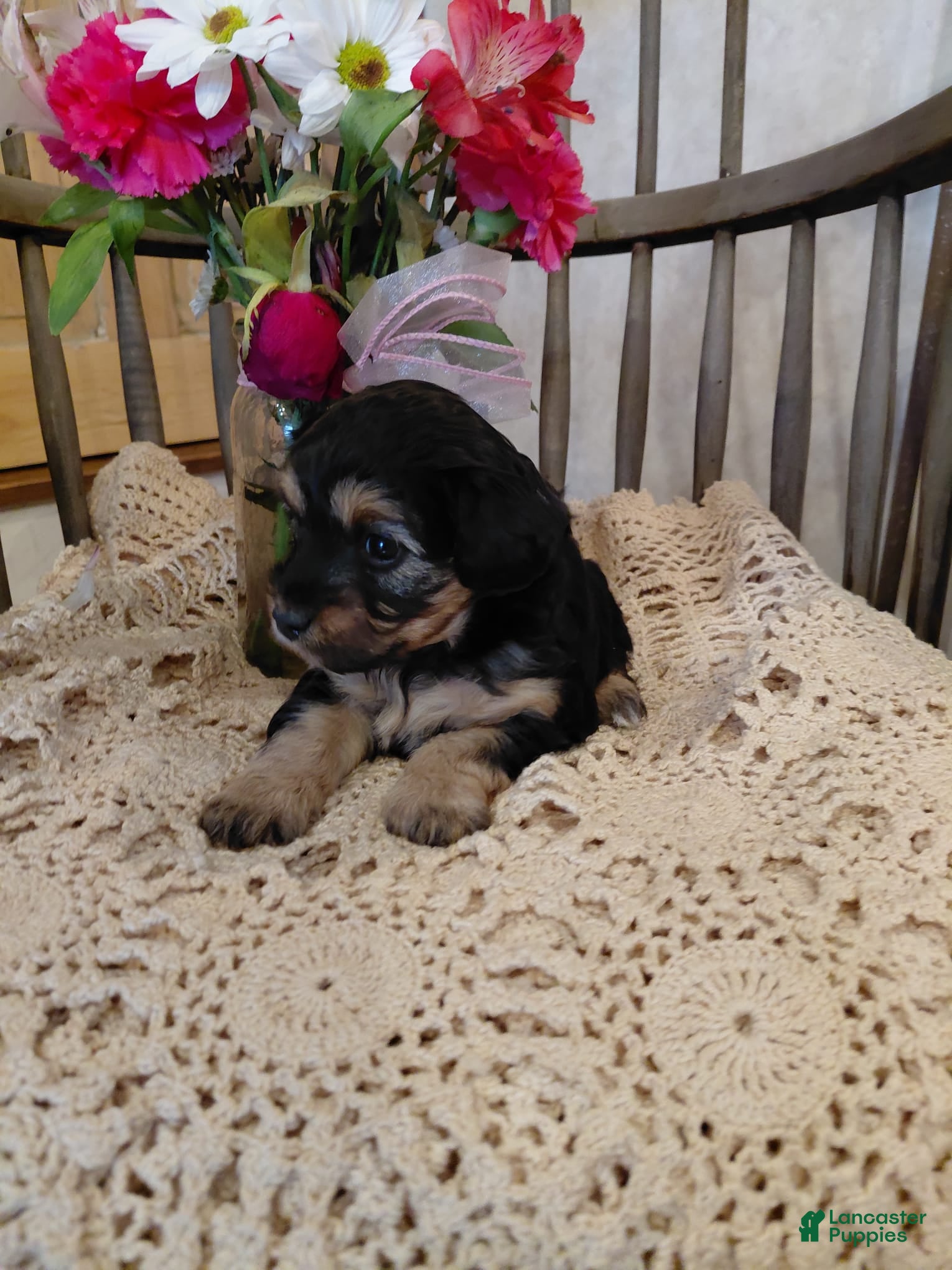 Mini Aussiedoodle dogs Misty - Ad 2