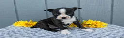 Mixed Breed dogs for sale: Saylor - Ad 3