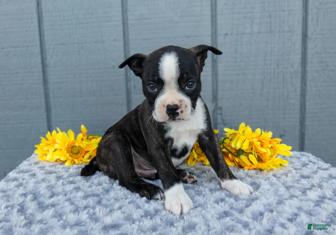 Mixed Breed dogs for sale: Saylor - Ad 3