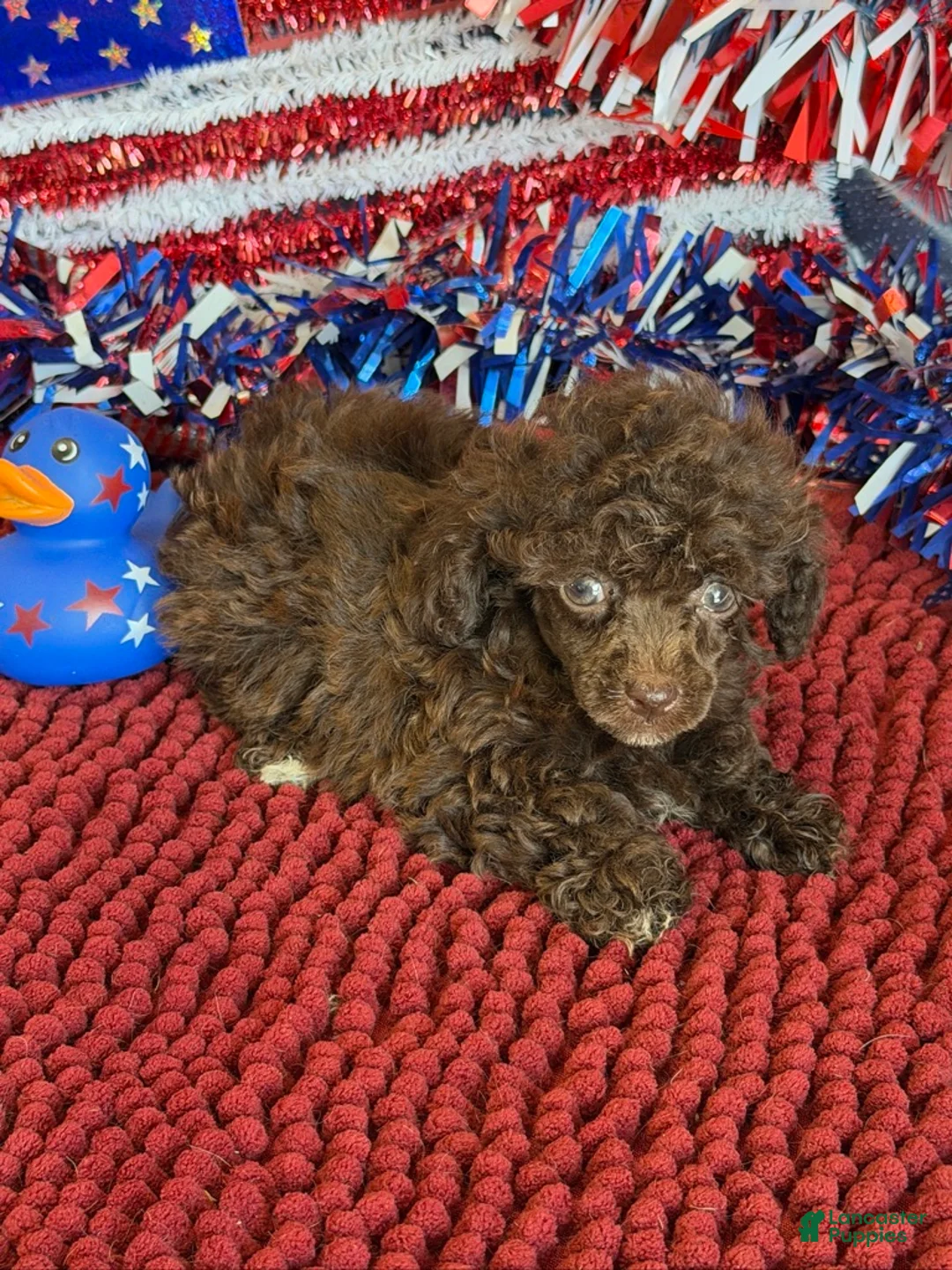 Toy Poodle dogs for sale: Cocoa - Ad 3