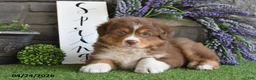 Australian Shepherd dogs for sale: Cody - Ad 3