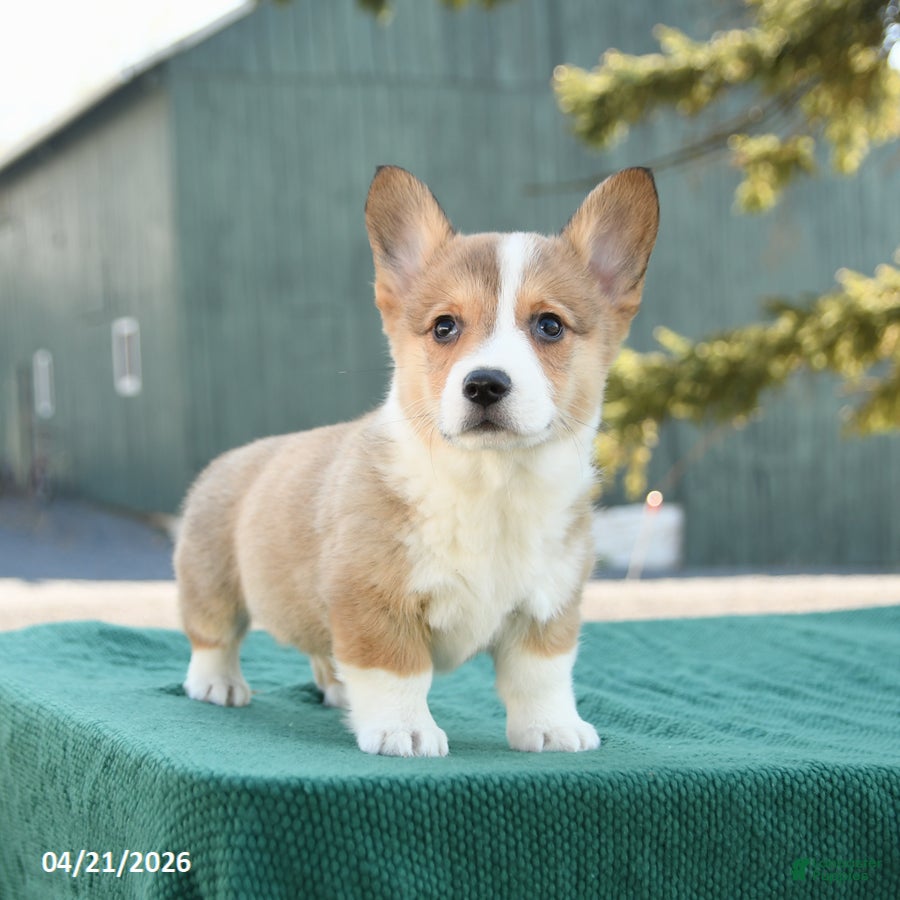 Welsh Corgi Pembroke dogs Sheriff - Ad 1
