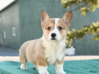 Welsh Corgi Pembroke dogs for sale: Sheriff - Ad 2