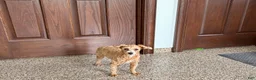 Maltipoo dogs for sale: Cutie  - Ad 7