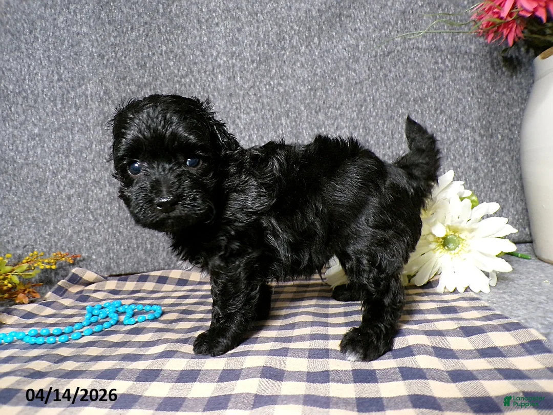 Havapoo dogs for sale: Boomer - Ad 4