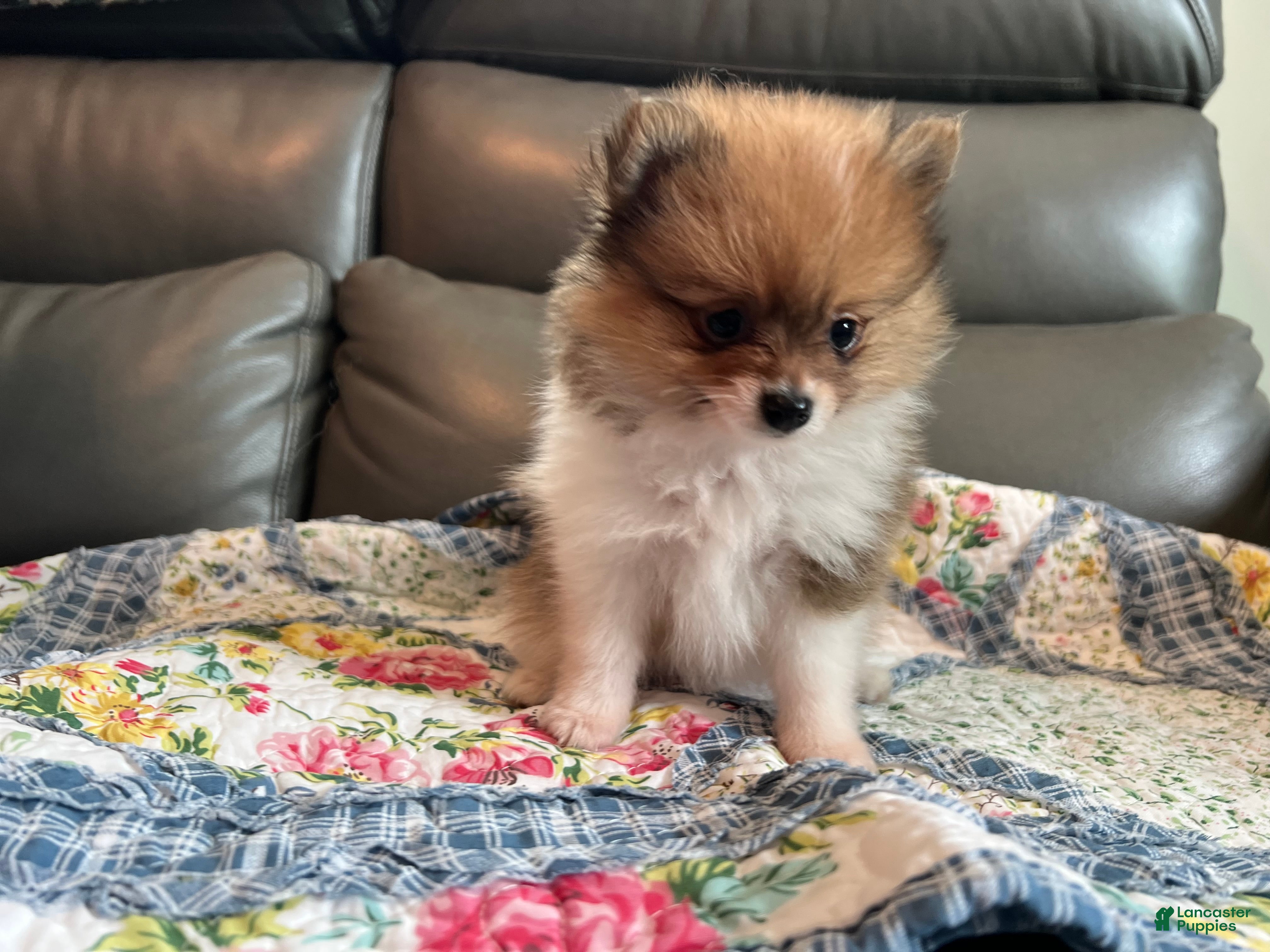 Pomeranian dogs Bella - Ad 2