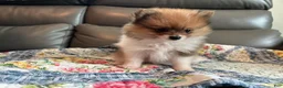 Pomeranian dogs for sale: Bella - Ad 2