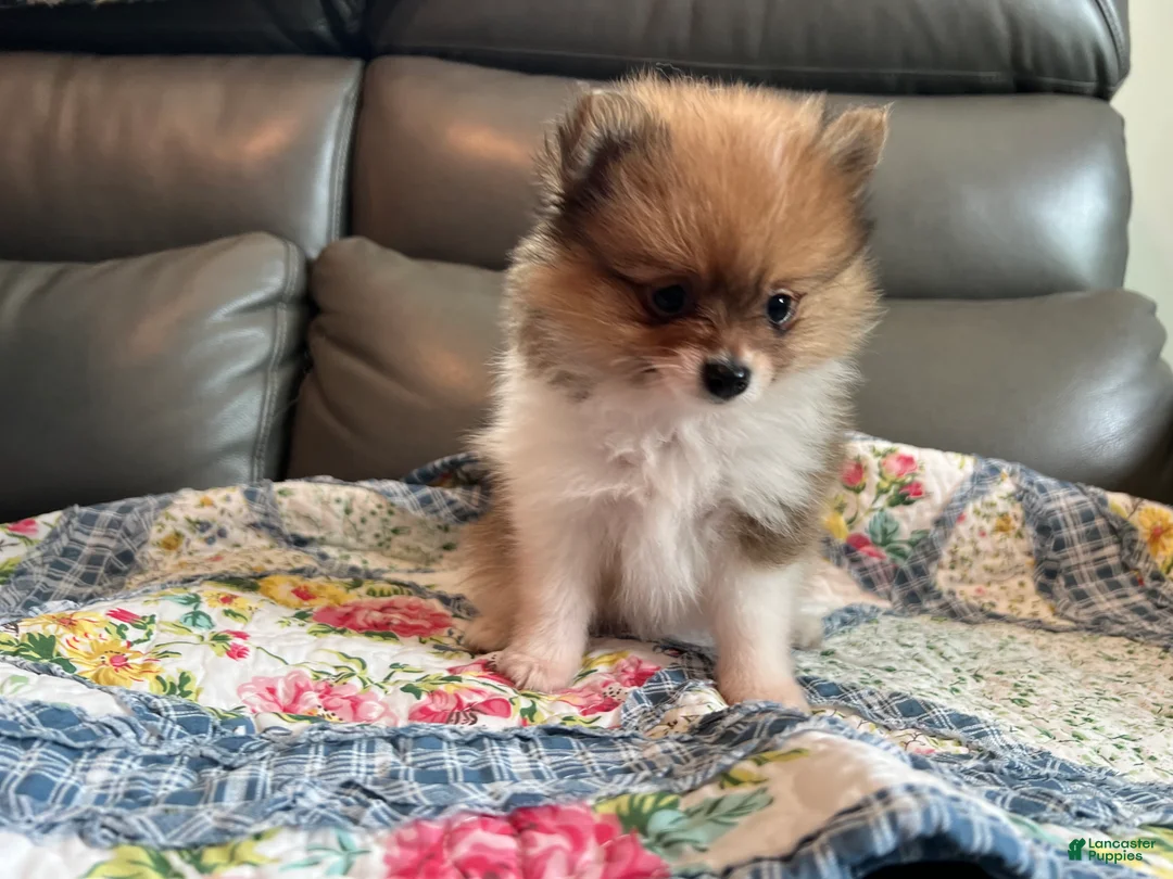 Pomeranian dogs for sale: Bella - Ad 2