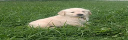 Golden Retriever dogs for sale: Charlie - Ad 5