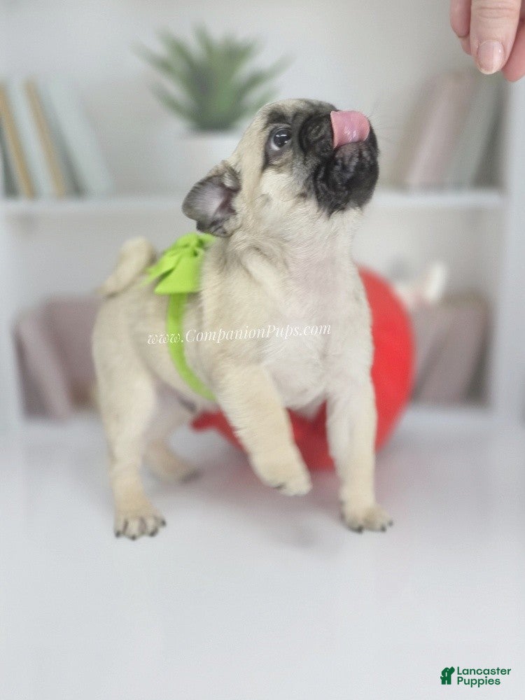 Pug dogs Green Collar - Silver Fawn Pug Puppy - Ad 6