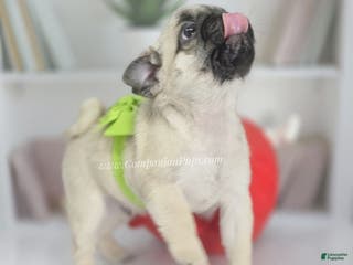 Pug dogs Green Collar - Silver Fawn Pug Puppy - Ad 10