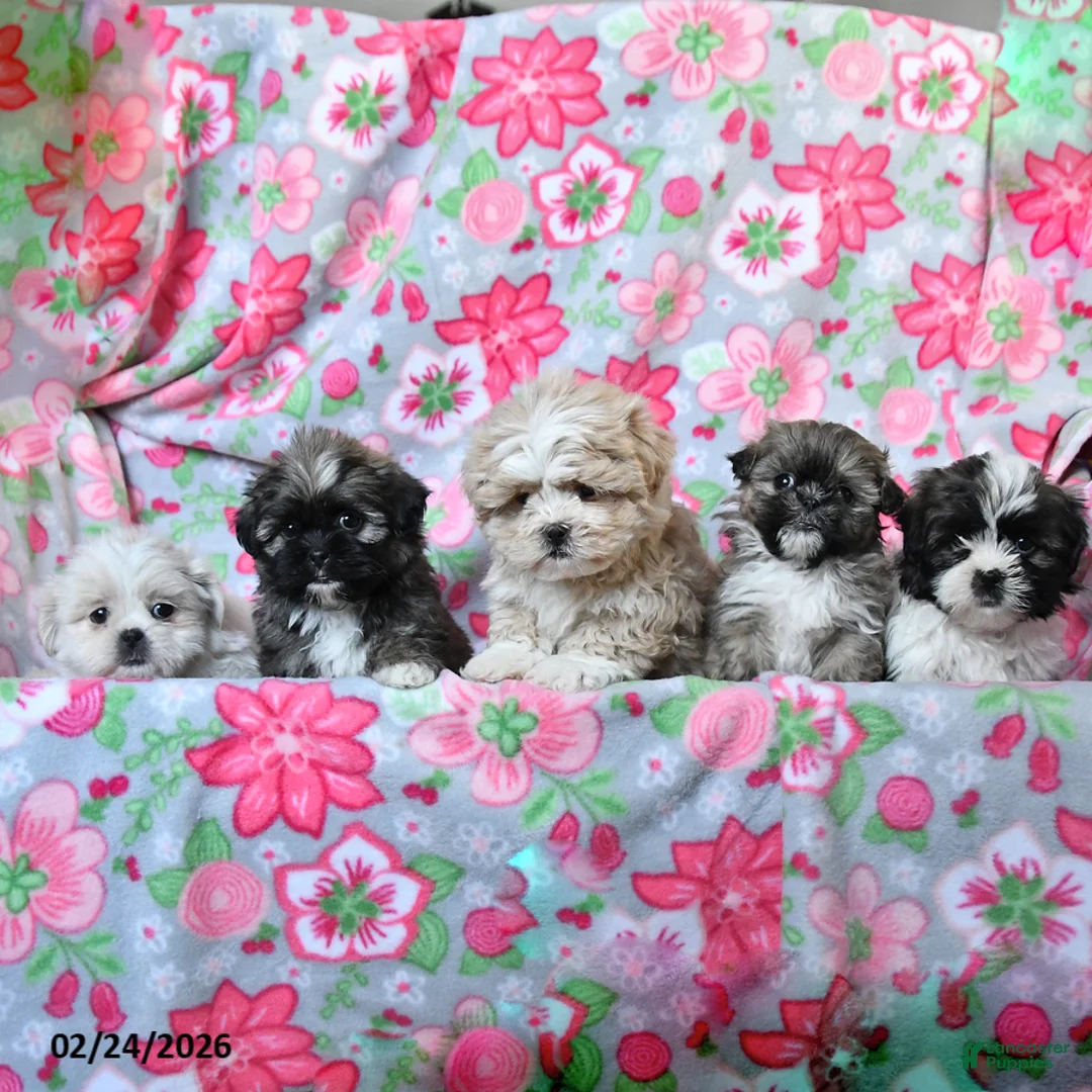 Teddy Bear dogs for sale: Cassidy - Ad 3