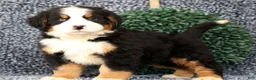 Bernese Mountain Dog dogs for sale: Zinc - Ad 4