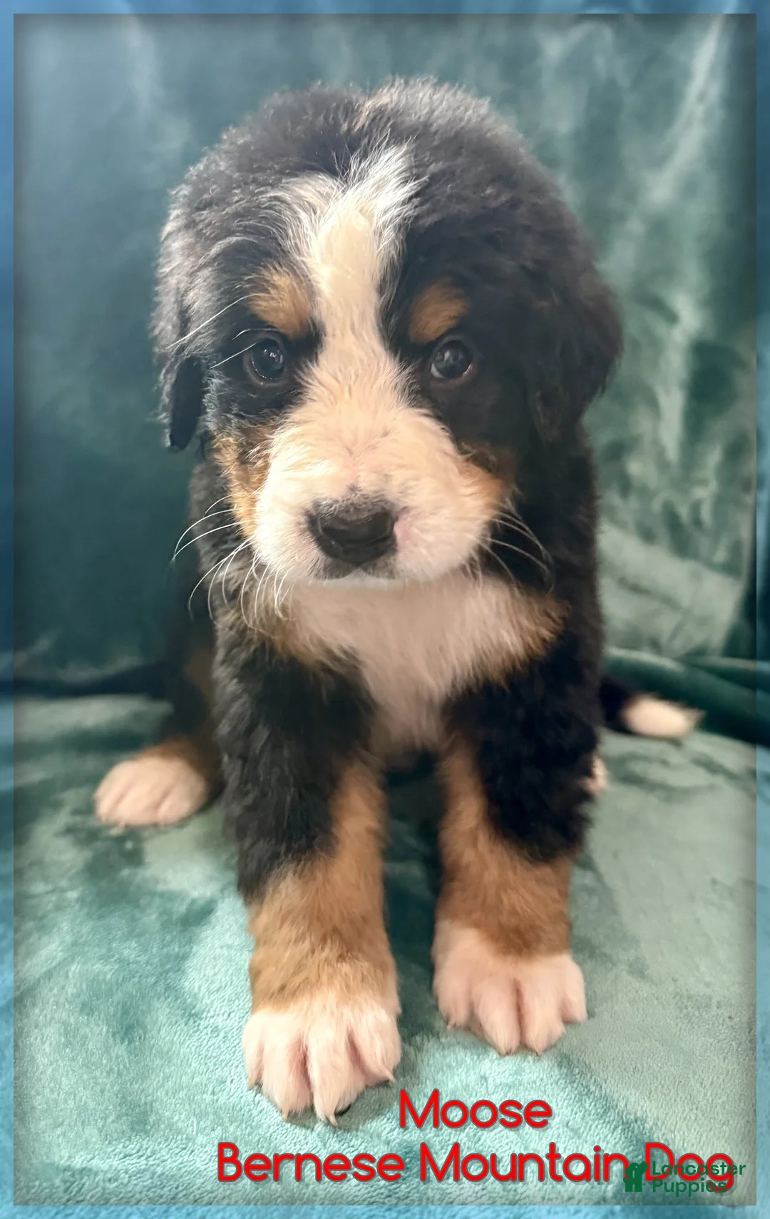 Bernese Mountain Dog dogs for sale: Moose - Ad 1