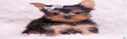 Yorkshire Terrier dogs for sale: Tinker Toy - Ad 4