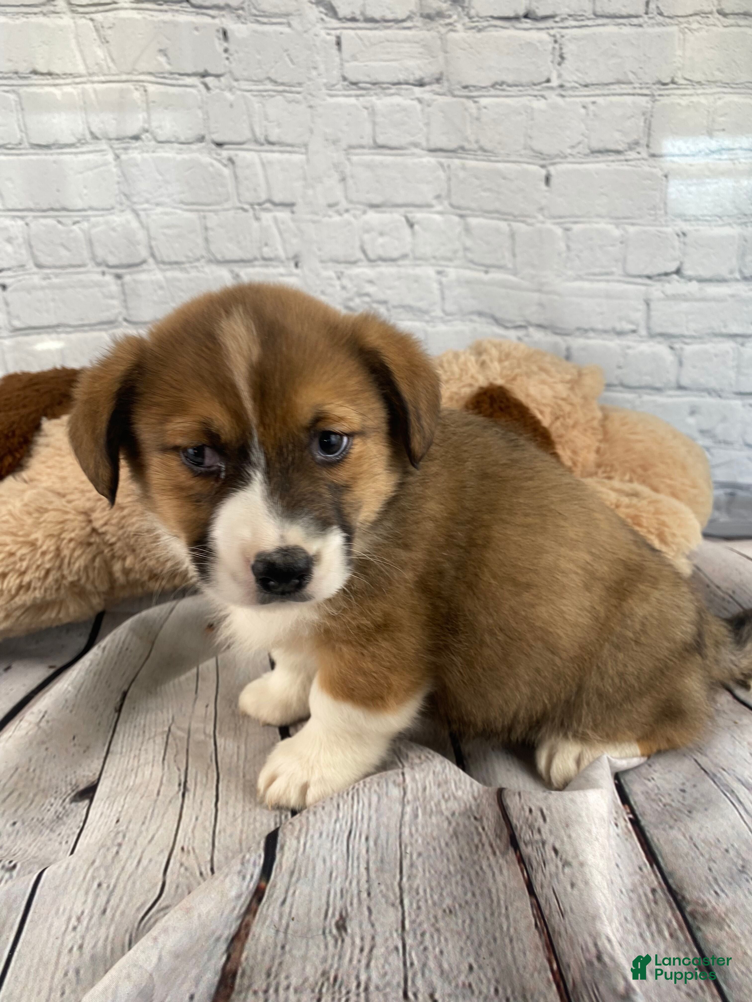 Mixed Breed dogs Max - Ad 2