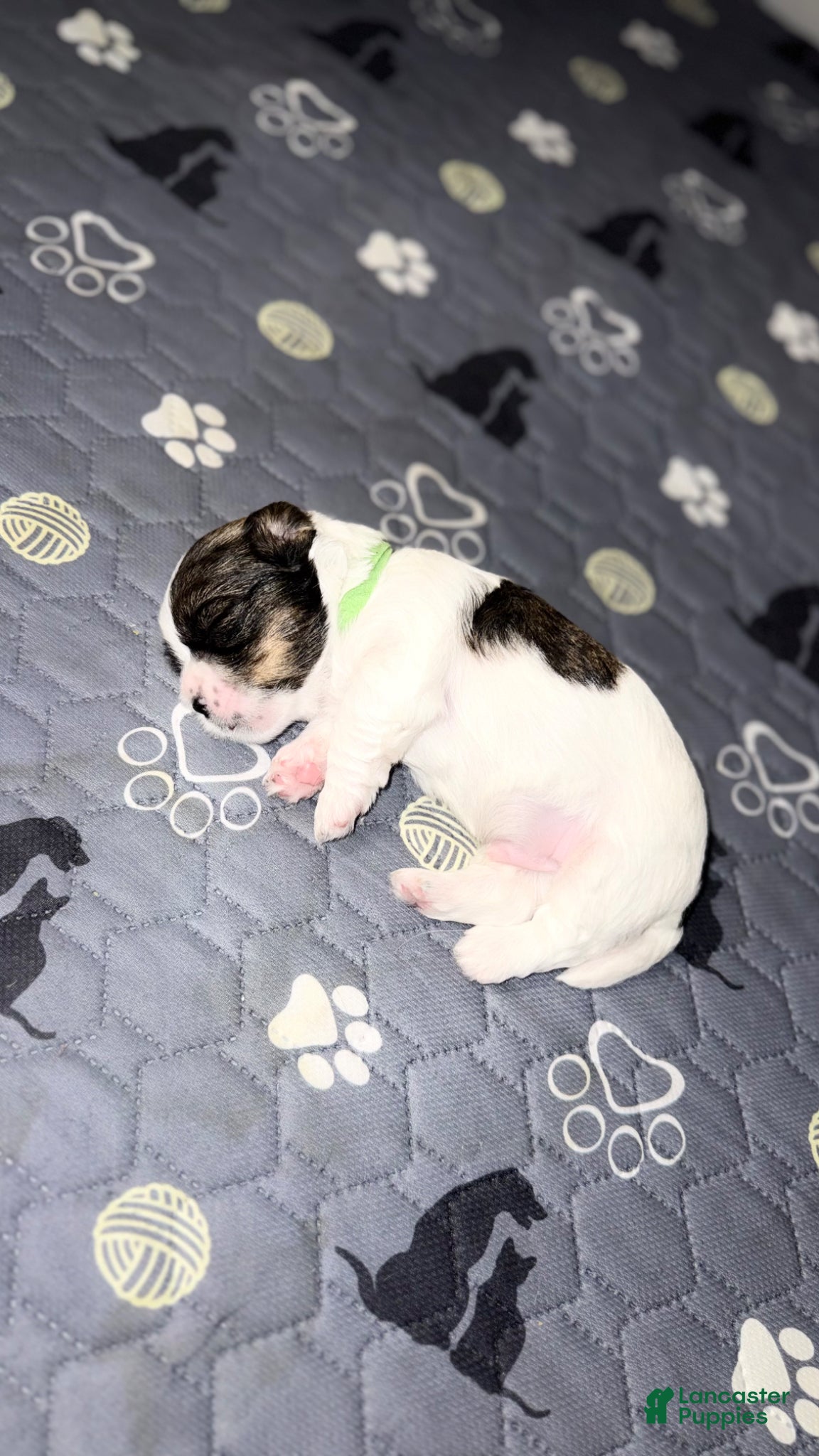 Mixed Breed dogs for sale: Teddy - Ad 4