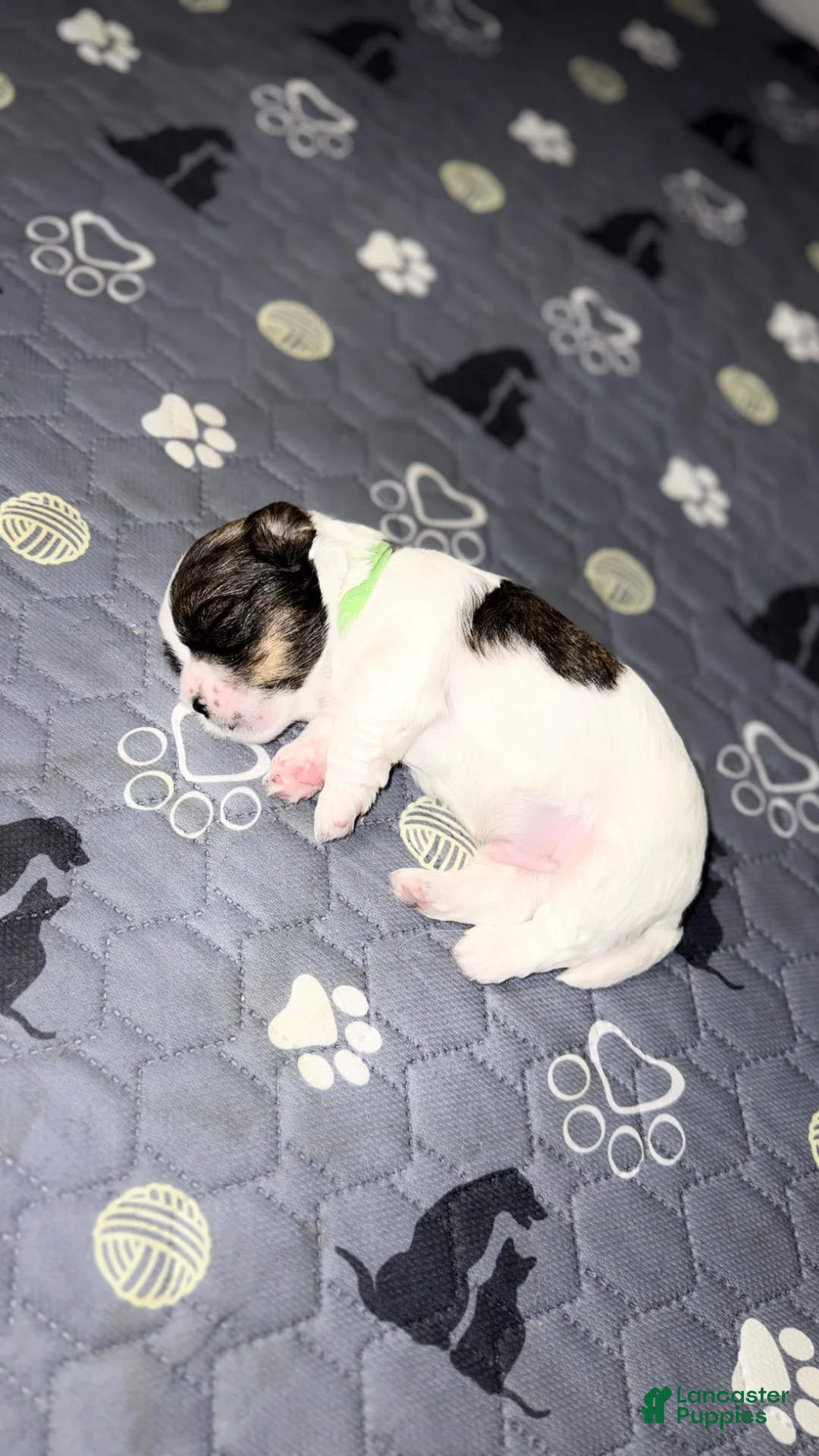 Mixed Breed dogs for sale: Teddy - Ad 1