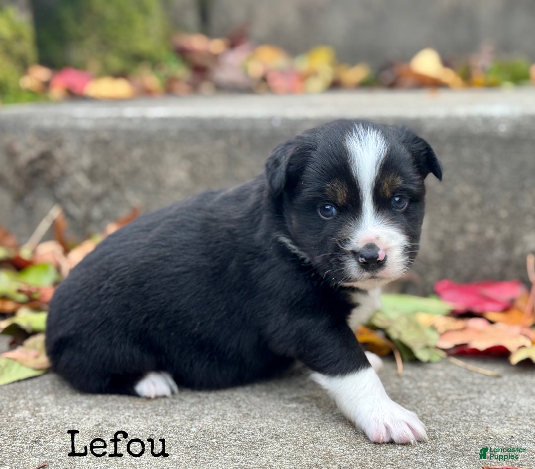 Miniature Australian Shepherd dogs for sale: Lefou - Ad 2