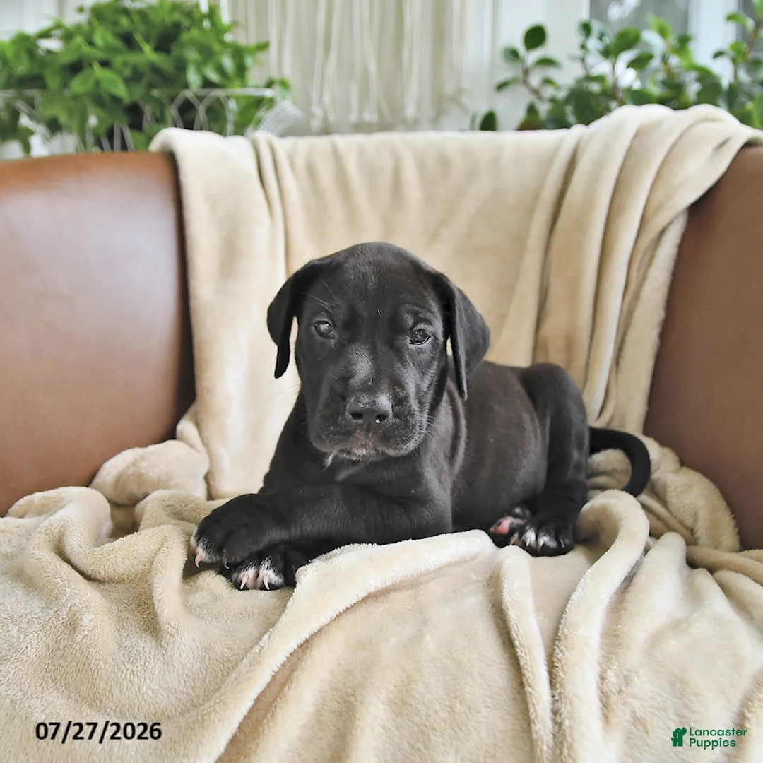 Great Dane dogs for sale: Blair - Ad 1
