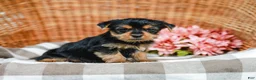 Yorkshire Terrier dogs for sale: Marley - Ad 4