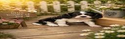 Cavalier King Charles Spaniel dogs for sale: Sophie  - Ad 2