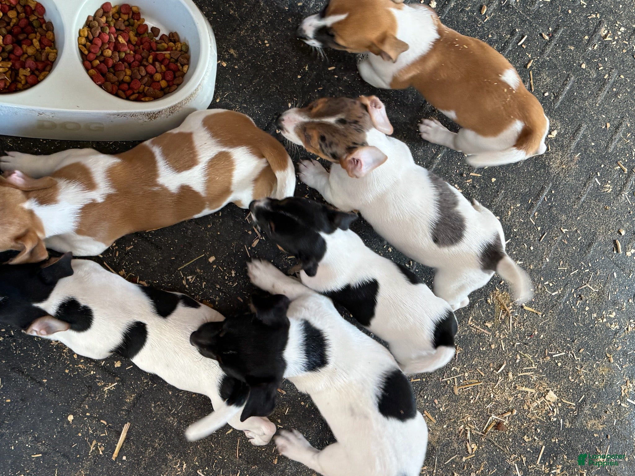 Jack Russell Terrier dogs Jack Russell Terrier Male 3 - Ad 2