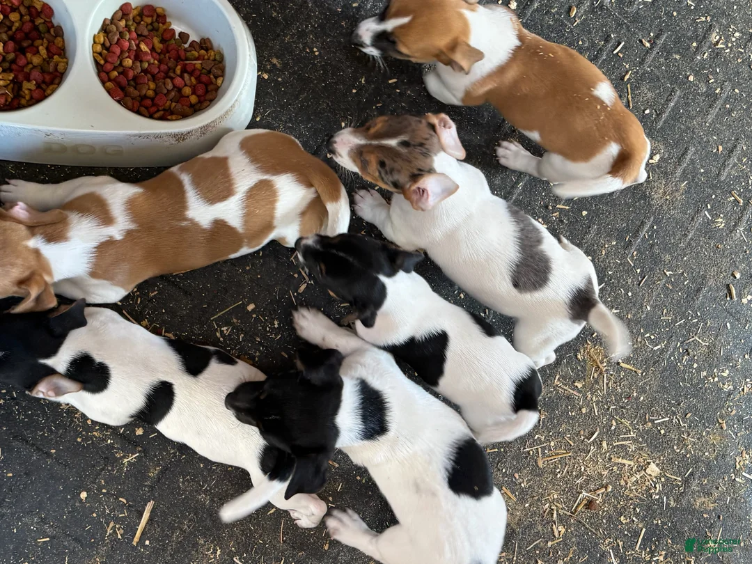 Jack Russell Terrier dogs for sale: Jack Russell Terrier Male 2 - Ad 2