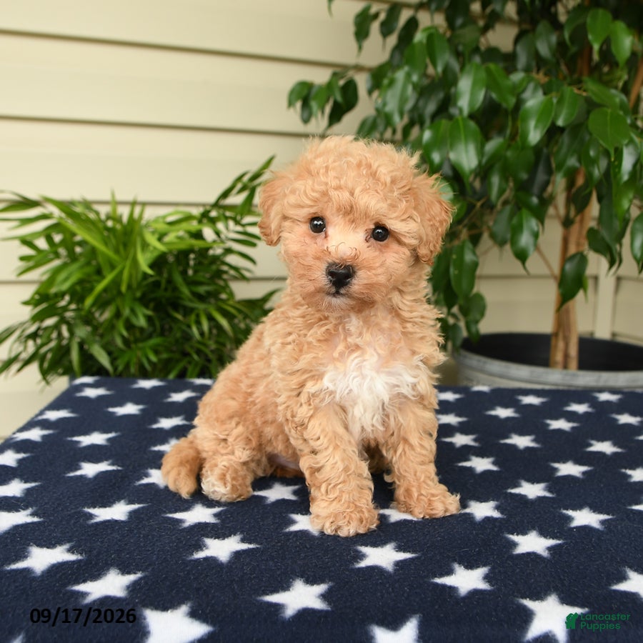 Bichpoo dogs Asher - Ad 1