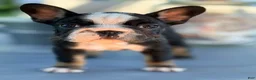 French Bulldog dogs for sale: Pepper - Ad 1