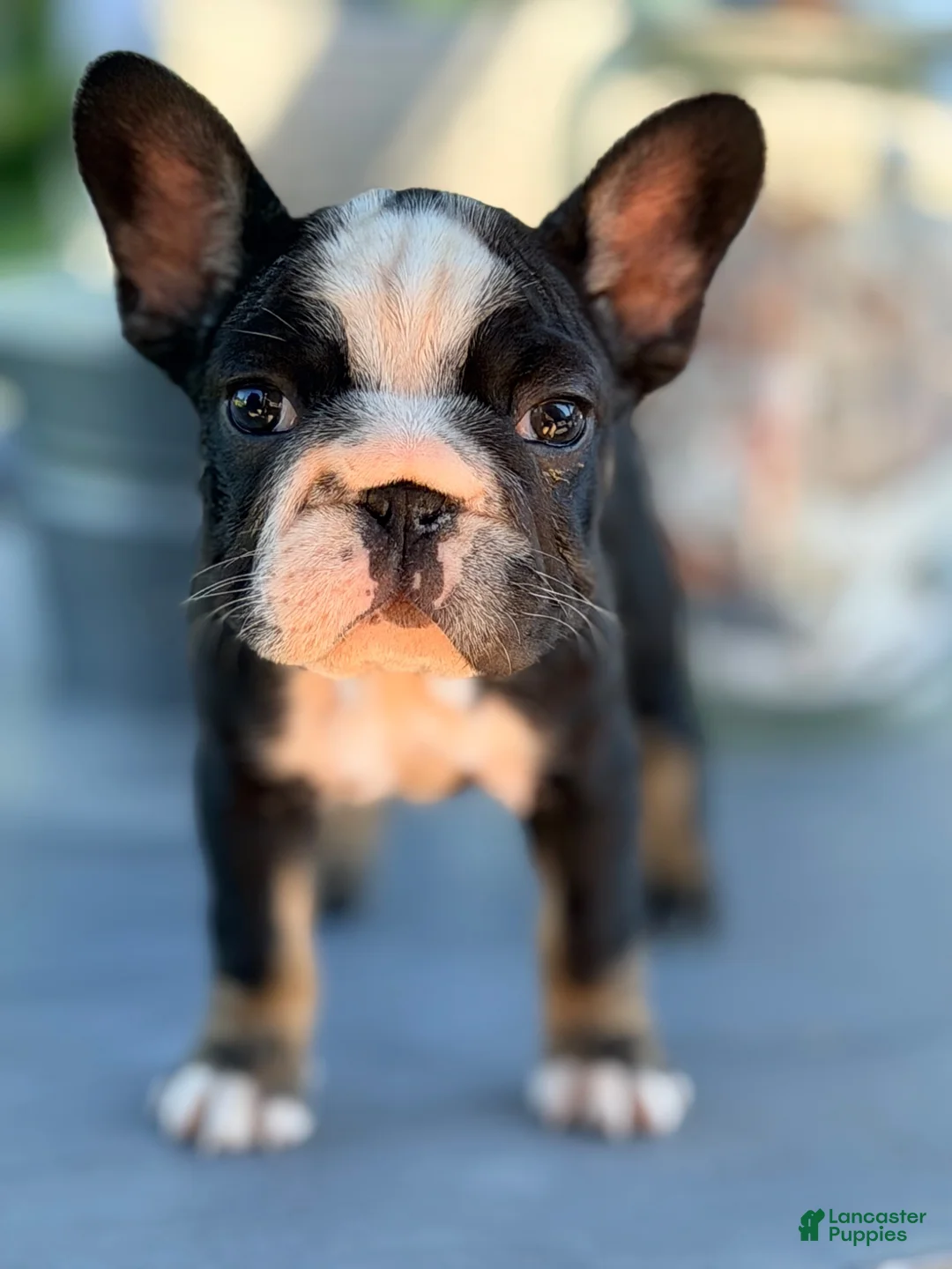 French Bulldog dogs for sale: Pepper - Ad 1