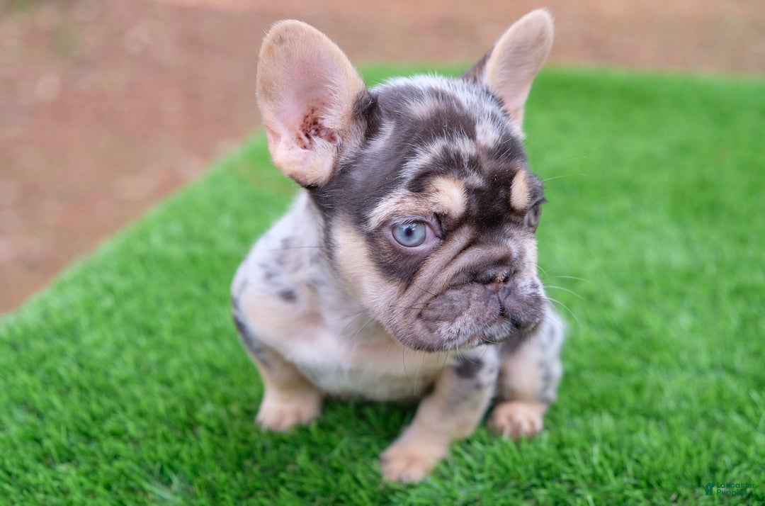 French Bulldog dogs for sale: French Bulldog Puppy 2 - Ad 2
